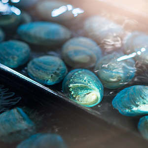 Live Seafood: Live Blue Paua