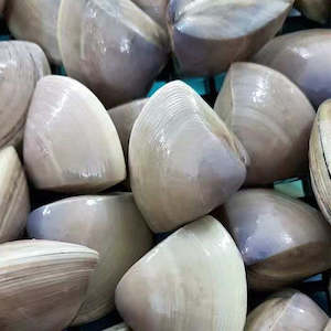 Live Diamond Shell Clams