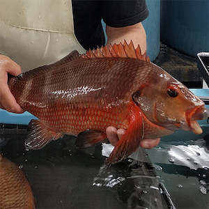 Live Seafood: Live Red Moki (coming soon)