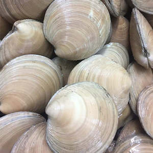 Live Seafood: Live Moon Shell