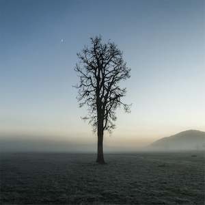 Square: Lone Tree | Hari Hari