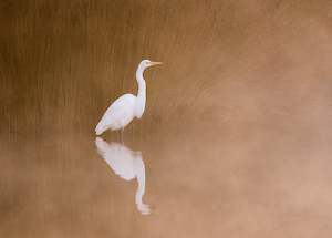 White Heron | Kotuku