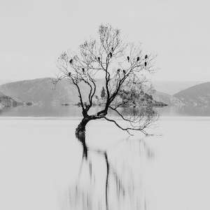 Black White: Wanaka Tree with Birds