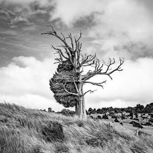 Banks Peninsula Tree