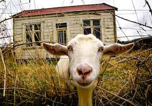 Animals: Seddonville Goat