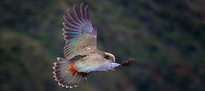 Kea in Flight