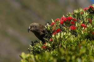 Animals: Kea in Rata