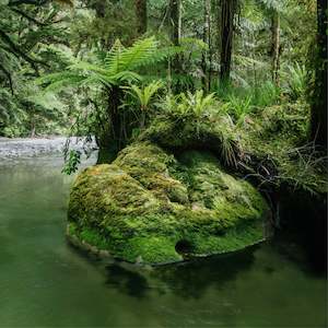 Fossil Creek | Punakaiki