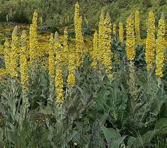 Herbal: Mullein -verbascum Thapsus Seeds