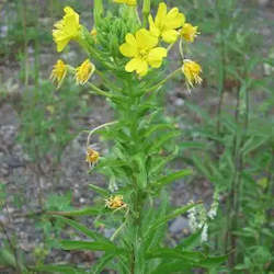 Herbal: Evening Primrose - Oenothera biennis Seeds