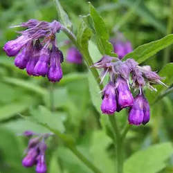 Herbal: Comfrey - Symphytum officinale Seeds