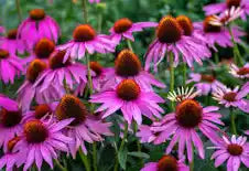 Echinacea Infused Oil