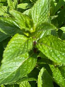 Infused Oils: Peppermint Infused Oil