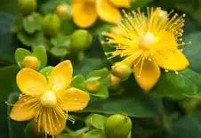 Infused Oils: St Johns Wort Infused Oil