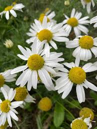 Infused Oil: Chamomile Infused Oil