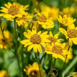 Infused Oil: Arnica Infused Oil