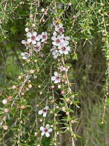 Dried Manuka