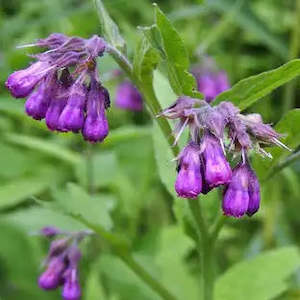 Dried Herbs: Dried Comfrey Leaf & Flower