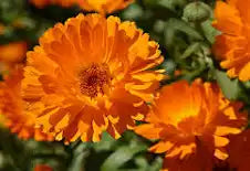 Dried Calendula Flowers