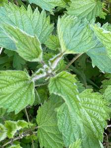 Nettle Leaf - Dried 50gms