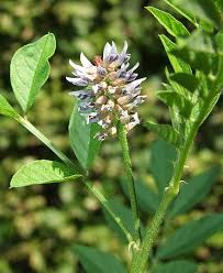 Herbal: Licorice Root - Dried 50gms