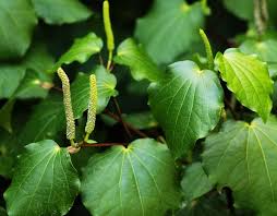 Herbal: Kawakawa Leaf - Dried 50gms