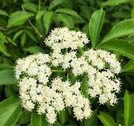 Elderberry Flower - Dried 50gms