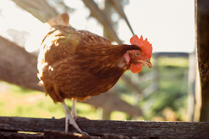 Products: Hyline Chicken - 16weeks old. Must be collected from site. Northern Hylines