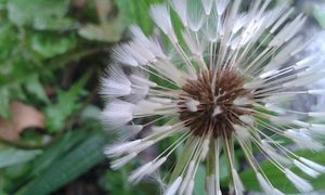 Edible Wild Weed Workshop