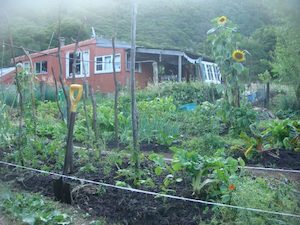 Create your Edible Summer Garden Workshop