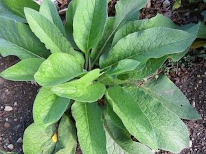 Comfrey Root