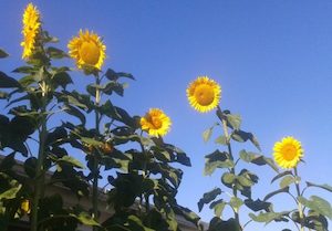 Sunflower Seeds