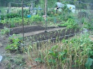 Compost and Healthy Soil Masterclass