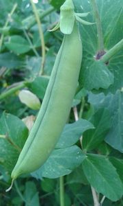 Picton Sno Peas