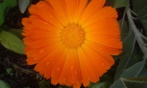 Calendula