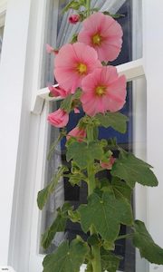 Hollyhocks Pink