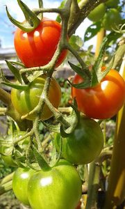 Cherry Tomato Mix