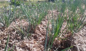 Flowering Shallots Henry Harrington