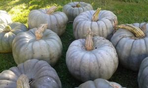 Queensland Blue Pumpkin