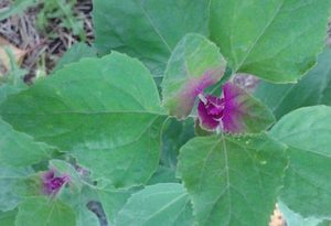 Magenta Spreen Lambs Quarters