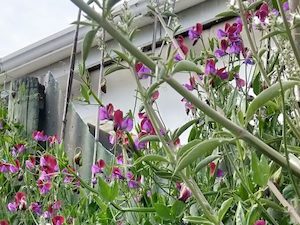 Sweet Peas