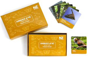 Animals of New Zealand - Kiwi General