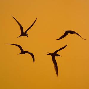 Art dealing: Sunset Terns