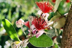 Seed growing: Feijoa Sellowiana