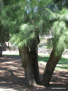 Casuarina cunninghamiana