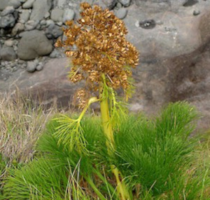 Seed growing: Aciphylla dieffenbachii