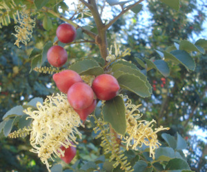 Seed growing: Gevuina avellana