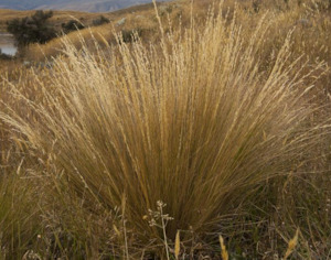 Seed growing: Festuca novae-zelandiae