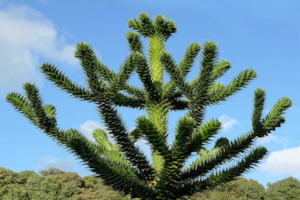 Seed growing: Araucaria araucana