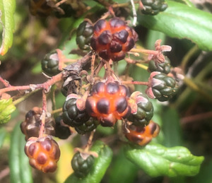 Rubus australis var cissoides